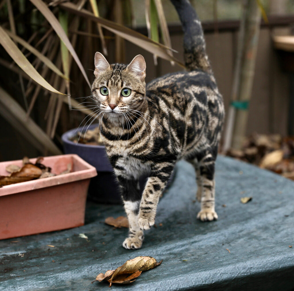 Maybelle - Gorgeous brown marble Bengal