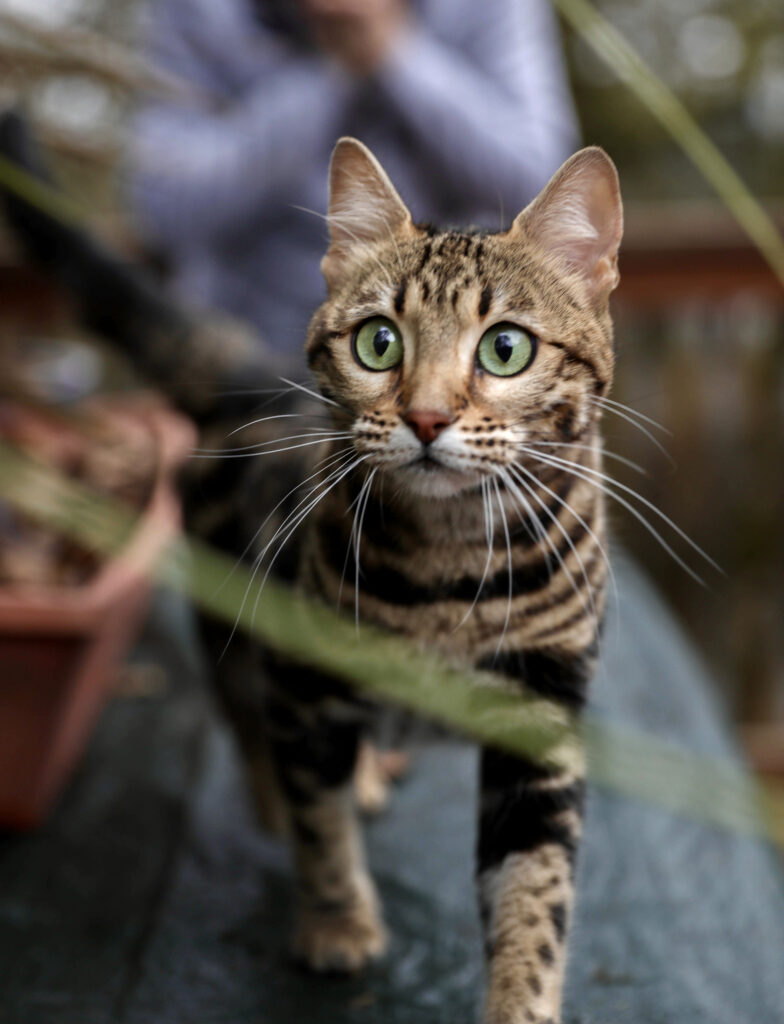 Maybelle - Gorgeous brown marble Bengal