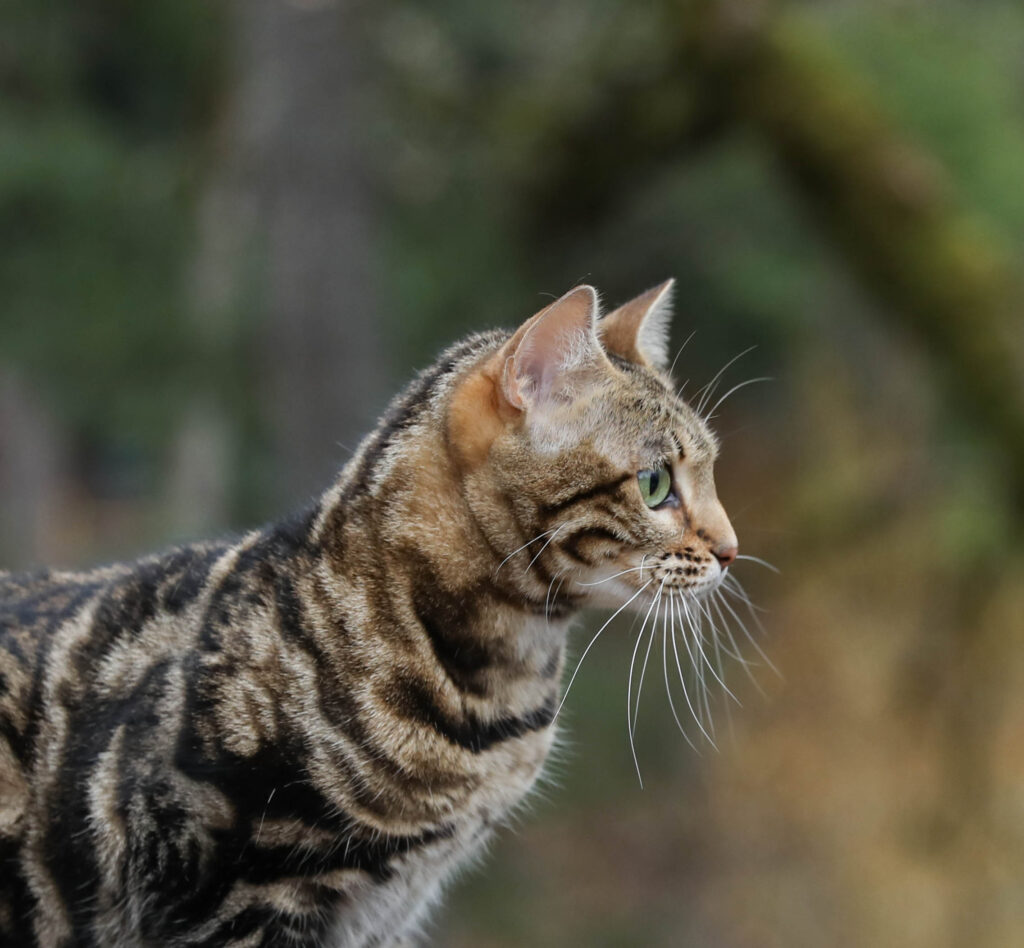 Maybelle - Gorgeous brown marble Bengal