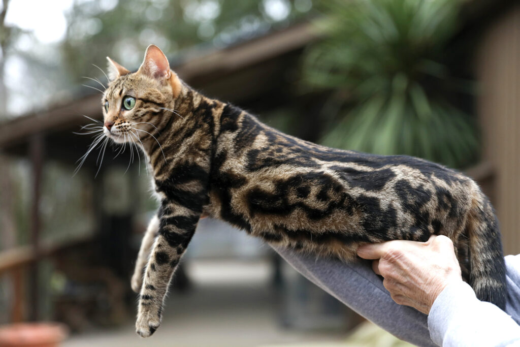 Maybelle - Gorgeous brown marble Bengal