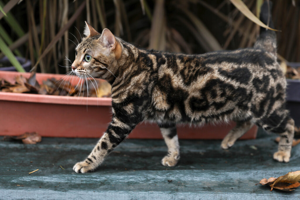 Maybelle - Gorgeous brown marble Bengal