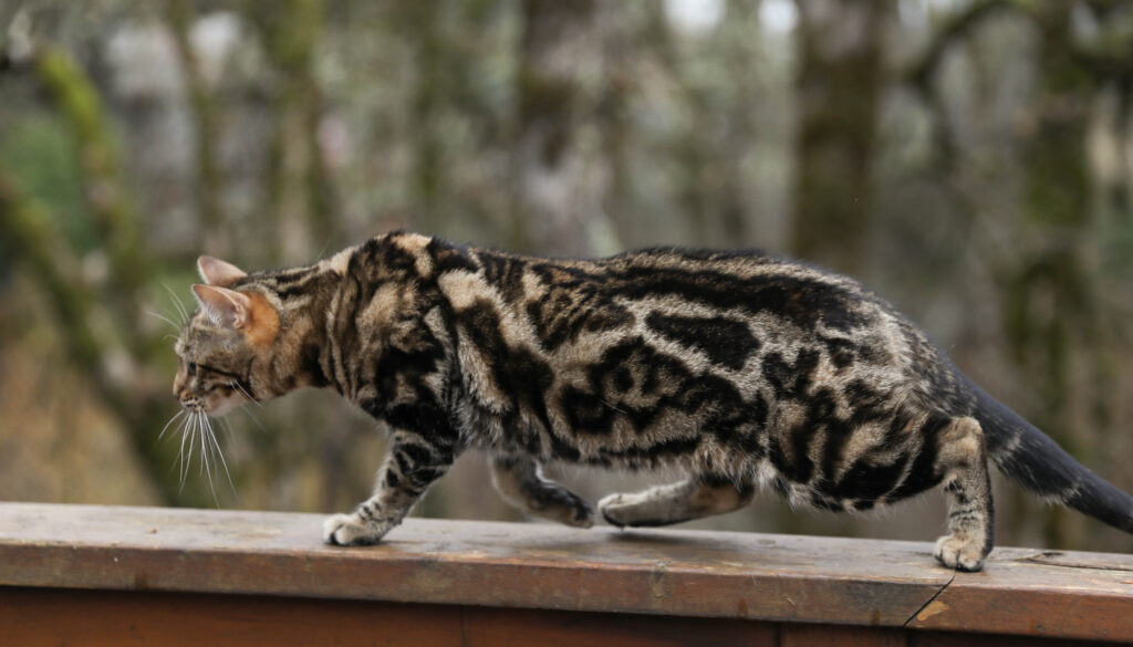 Maybelle - Gorgeous brown marble Bengal