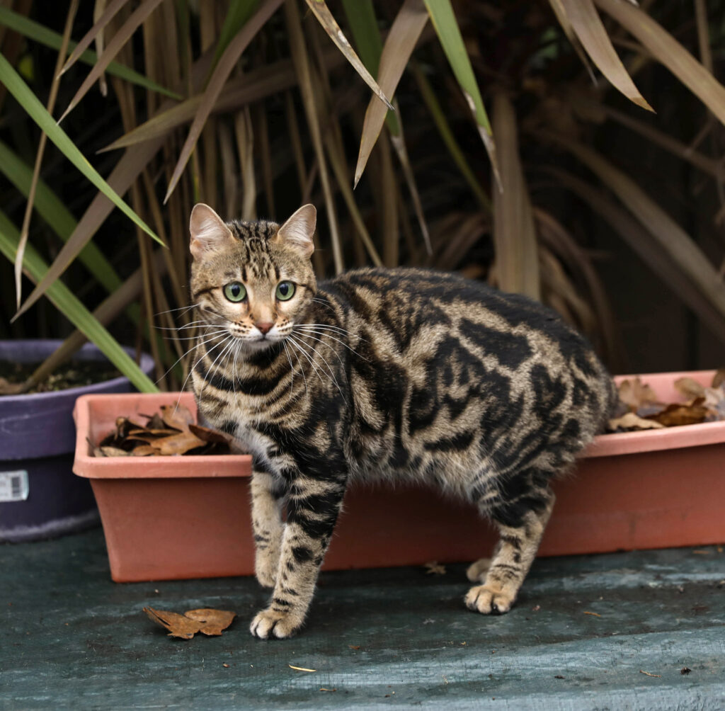 Maybelle - Gorgeous brown marble Bengal