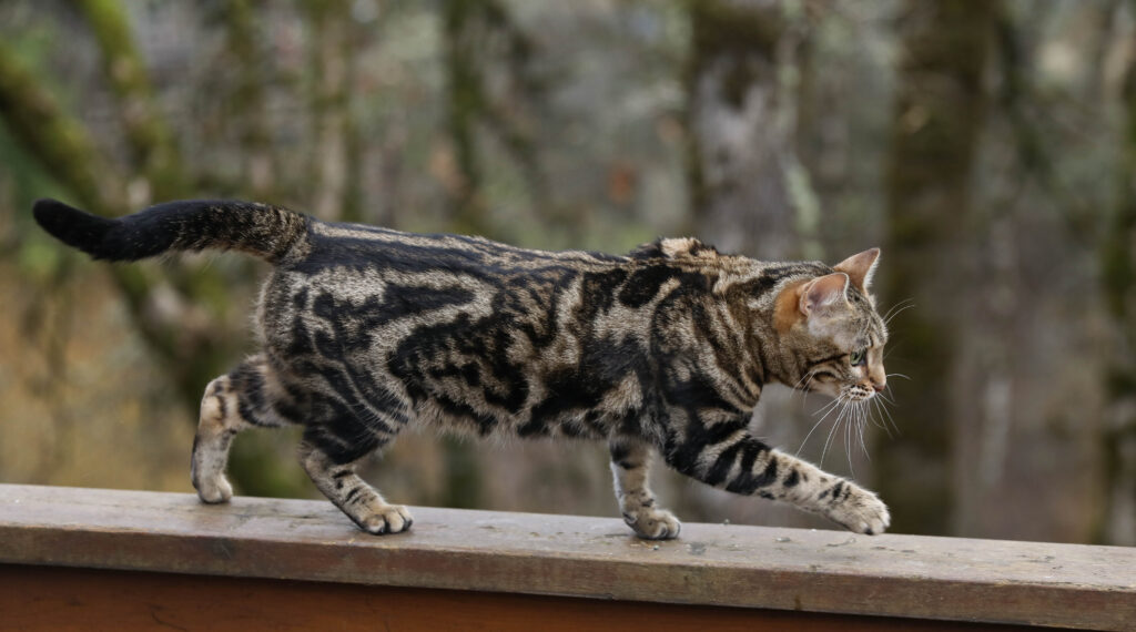 Maybelle - Gorgeous brown marble Bengal