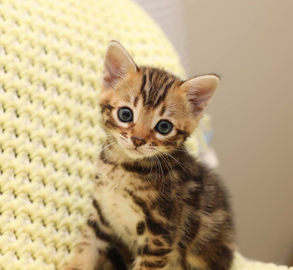 Cascadia Bengal kitten