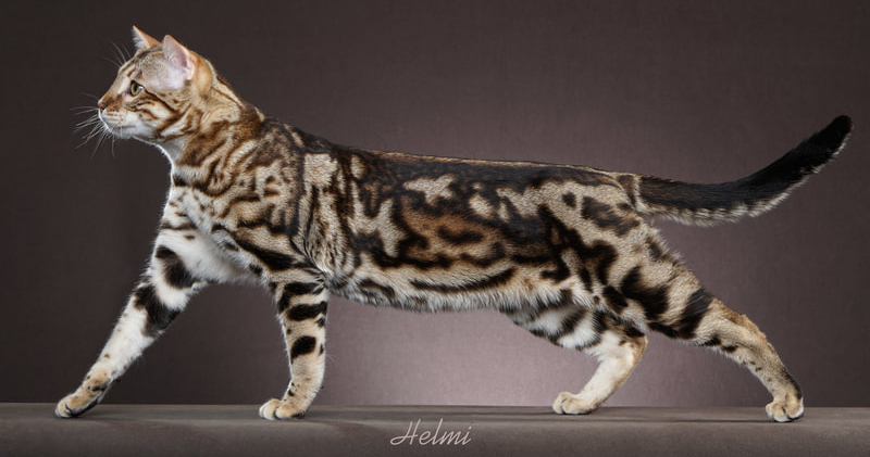 Chance - marble bengal cat