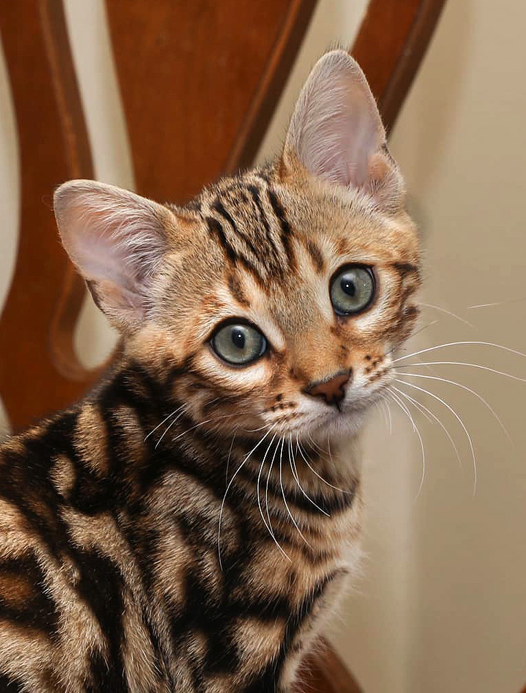 Cascadia Bengals kitten