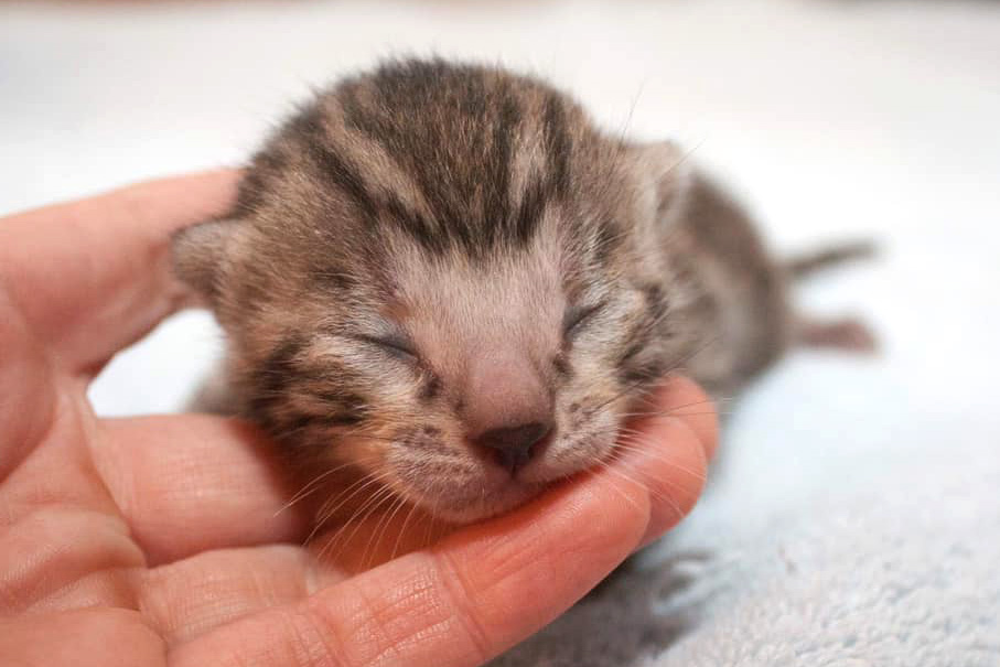 Cascadia Bengal kitten