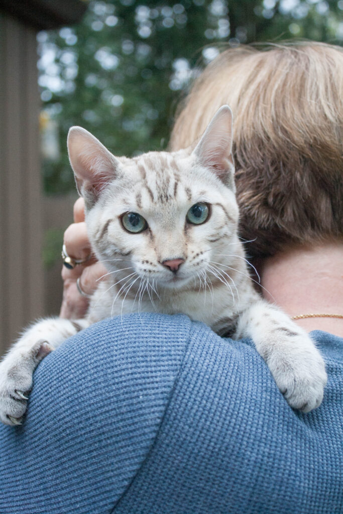 Snow Marble Boy Kitten IMG 5961 2