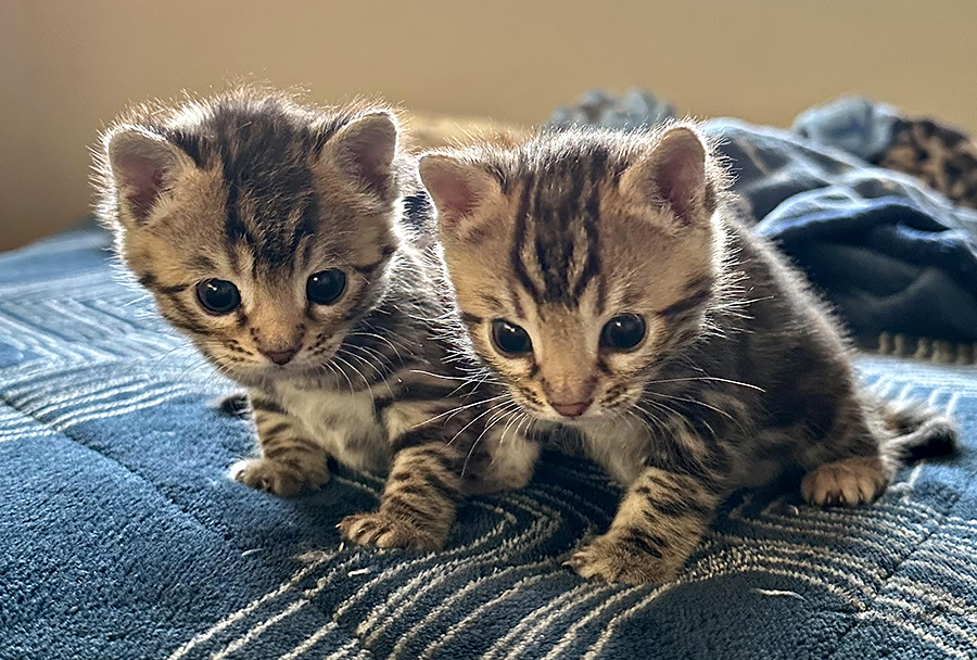 Spotted And Marble Bengal Kittens